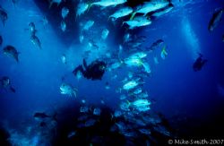 Diver with Horse Eye Jacks schooling under our dive boat.... by Mike Smith 